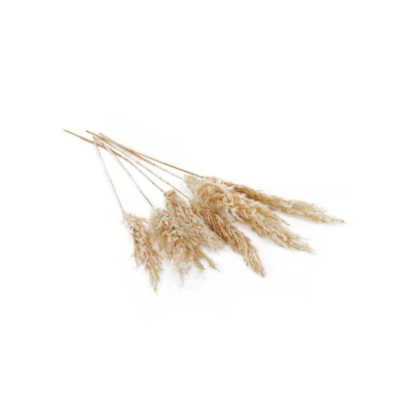 6-Pack Fluffy Dried Pampas Grass