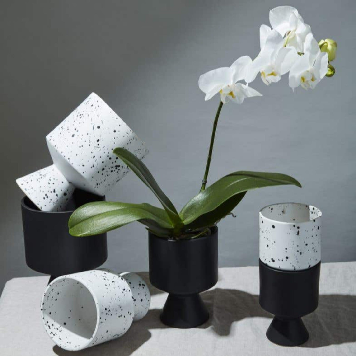 speckled,ceramic,pot,white,black spots,small plant holder,orchid,plant lover,compote,silhouette