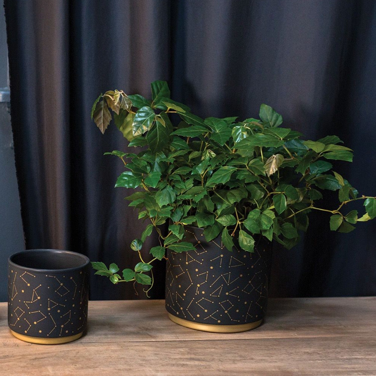 Black Ceramic Pot,Solar Star Design,Gold Colored Base,Matte Finish,Celestial Pot,Drop In Plant Pot,Home Decor,Pot for Plants,Starry Night Pot