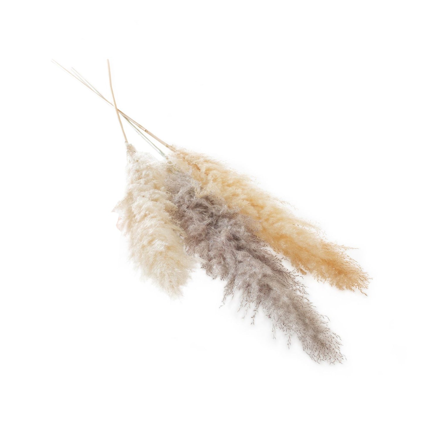 6-Pack Fluffy Dried Pampas Grass