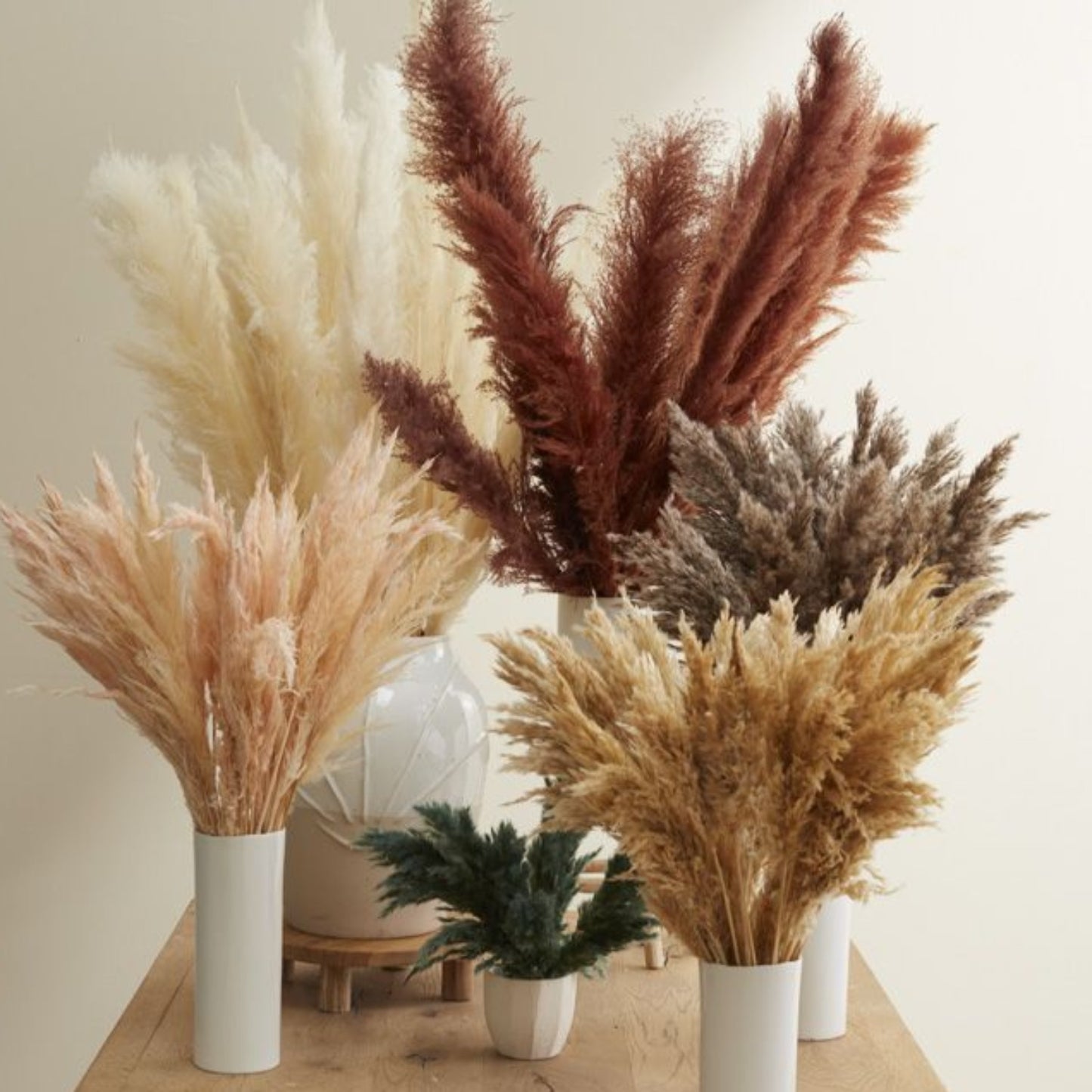 6-Pack Fluffy Dried Pampas Grass