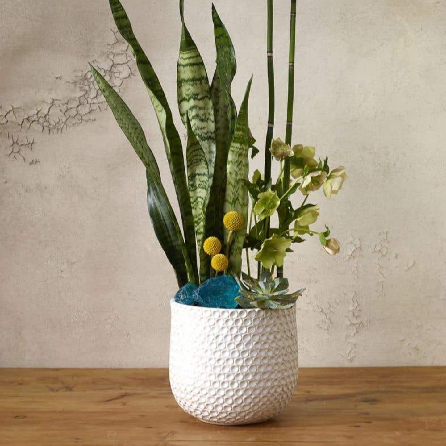 plant lover,white pot,ceramic,white glazed finish,durable,fits a 6 inch drop in plant,perfect for an orchid,dot textured design,ceramic planter