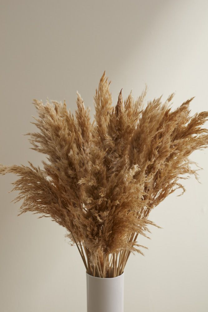 6-Pack Fluffy Dried Pampas Grass