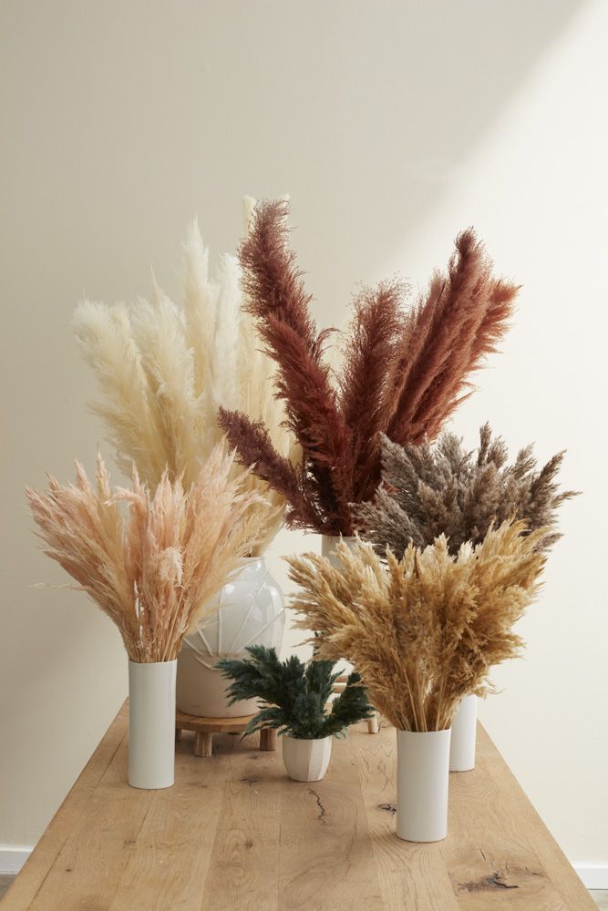 6-Pack Fluffy Dried Pampas Grass